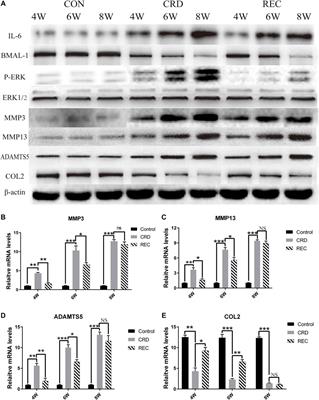 Corrigendum: Circadian rhythm protein Bmal1 modulates cartilage gene expression in temporomandibular joint osteoarthritis via the MAPK/ERK pathway